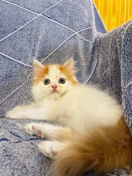 แมวเปอร์เซียสีส้มและ  EXO ติก รูปที่ 16