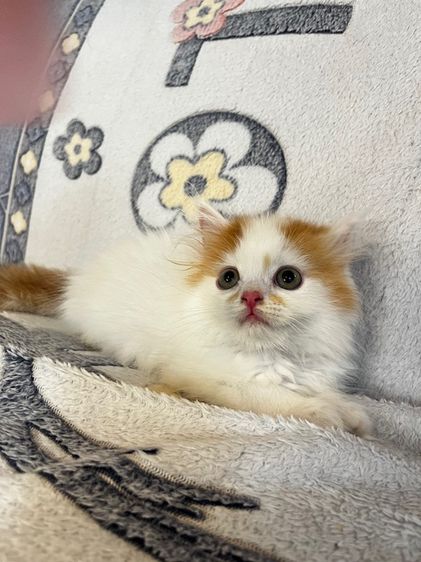 แมวเปอร์เซียสีส้มและ  EXO ติก รูปที่ 12