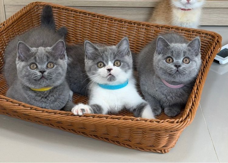 บริติชช็อตแฮร์ รูปที่ 2