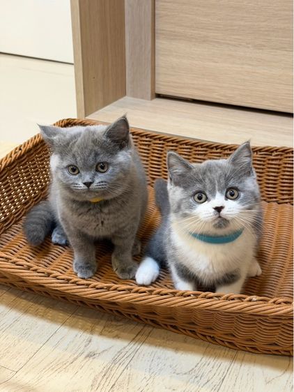 บริติชช็อตแฮร์ รูปที่ 3