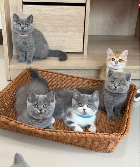 บริติชช็อตแฮร์