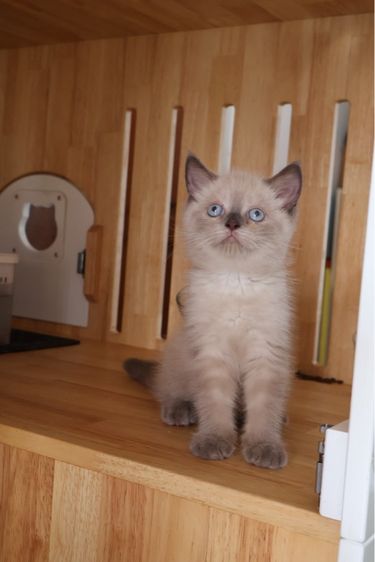 สก็อตติช บลูพ้อย รูปที่ 5