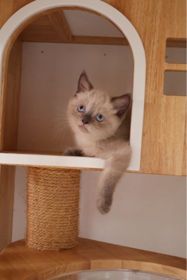 สก็อตติช บลูพ้อย รูปที่ 4