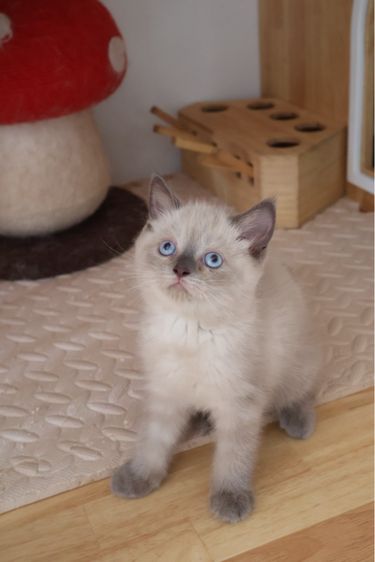 สก็อตติช บลูพ้อย รูปที่ 2