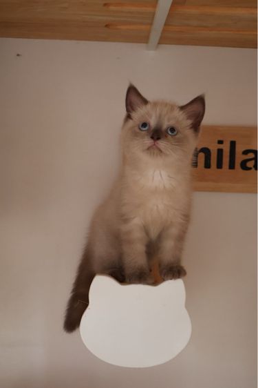 สก็อตติช บลูพ้อย