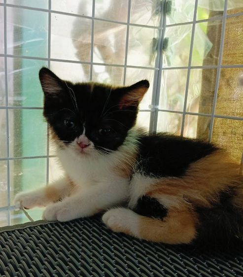 สก็อตติชเปอร์เซีย เพศเมีย รูปที่ 2