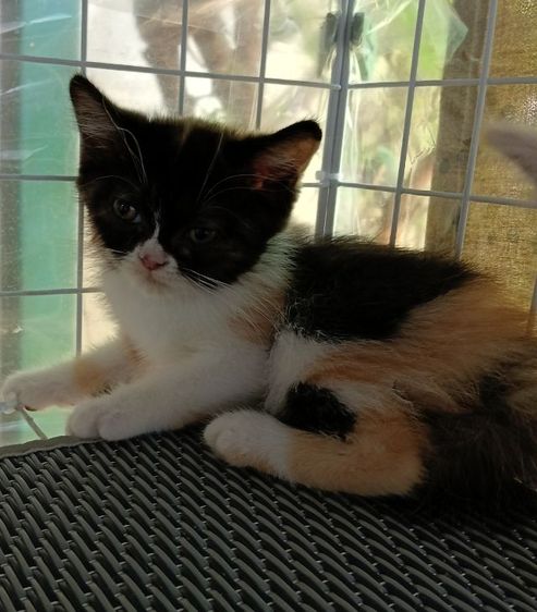 สก็อตติช โฟลด์ (Scottish Fold) สก็อตติชเปอร์เซีย เพศเมีย