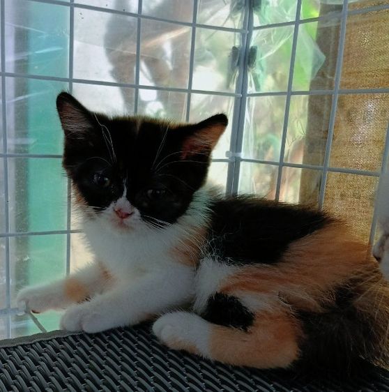 สก็อตติชเปอร์เซีย เพศเมีย รูปที่ 3