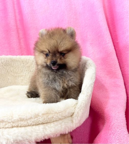 ลุกปอมผุ้2ตัว รูปที่ 3