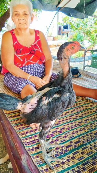 หลานกุมารจีน