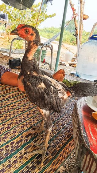 หลานกุมารจีน รูปที่ 2