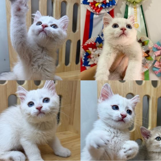 บริติช🌿wcf25,000 📍ผ่อนไปเลี้ยงไป รูปที่ 2