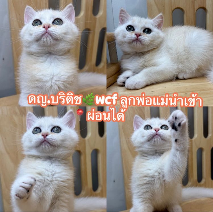 บริติช🌿wcf25,000 📍ผ่อนไปเลี้ยงไป รูปที่ 3