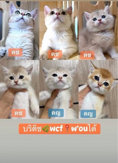 บริติช🌿wcf25,000 📍ผ่อนไปเลี้ยงไป รูปที่ 4