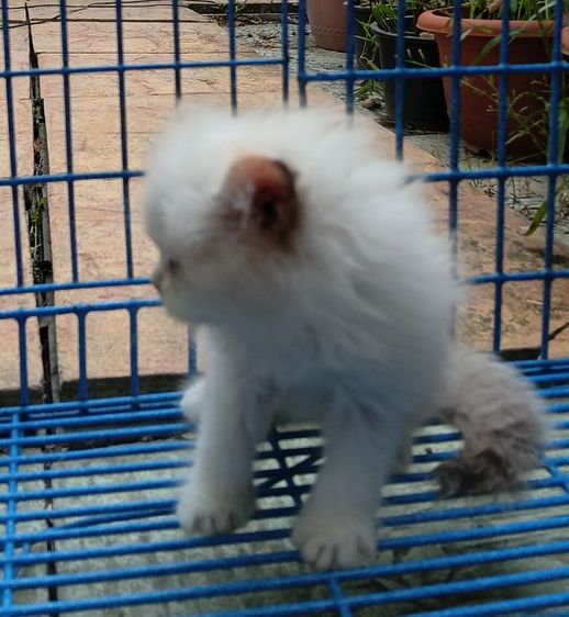 สก็อตติชเปอร์เซีย เพศเมีย รูปที่ 5