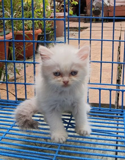 สก็อตติชเปอร์เซีย เพศเมีย รูปที่ 8