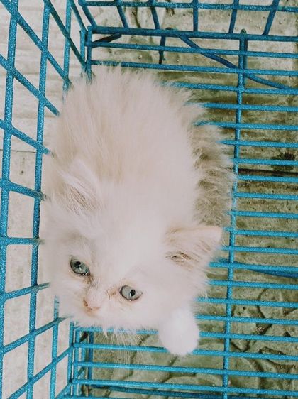 สก็อตติชเปอร์เซีย เพศเมีย รูปที่ 3