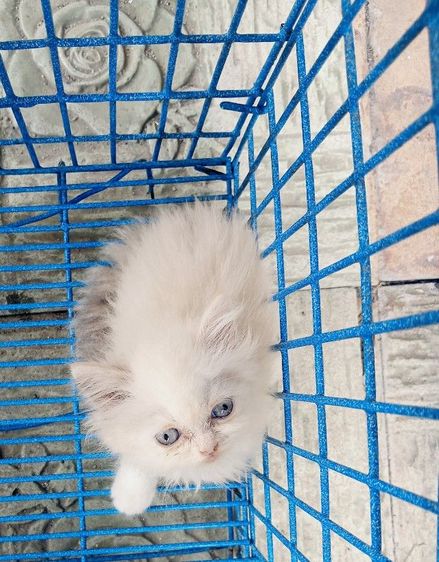 สก็อตติชเปอร์เซีย เพศเมีย รูปที่ 7