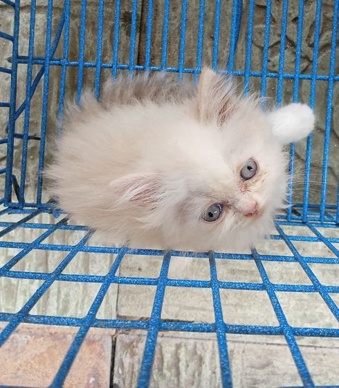 สก็อตติชเปอร์เซีย เพศเมีย รูปที่ 10