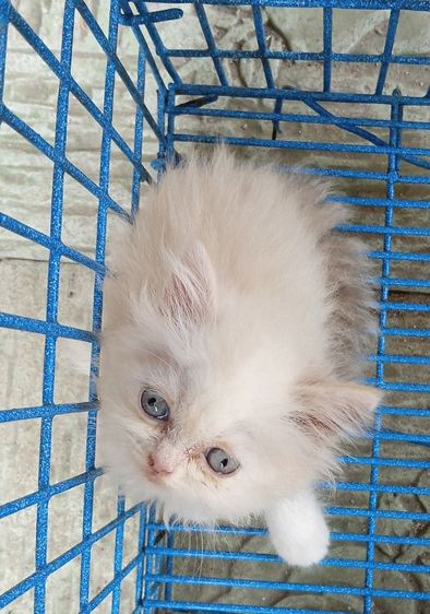 สก็อตติช โฟลด์ (Scottish Fold) สก็อตติชเปอร์เซีย เพศเมีย