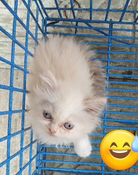 สก็อตติชเปอร์เซีย เพศเมีย รูปที่ 2