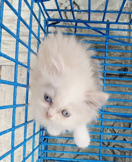 สก็อตติชเปอร์เซีย เพศเมีย รูปที่ 4