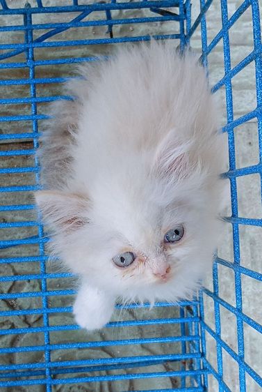 สก็อตติชเปอร์เซีย เพศเมีย รูปที่ 9