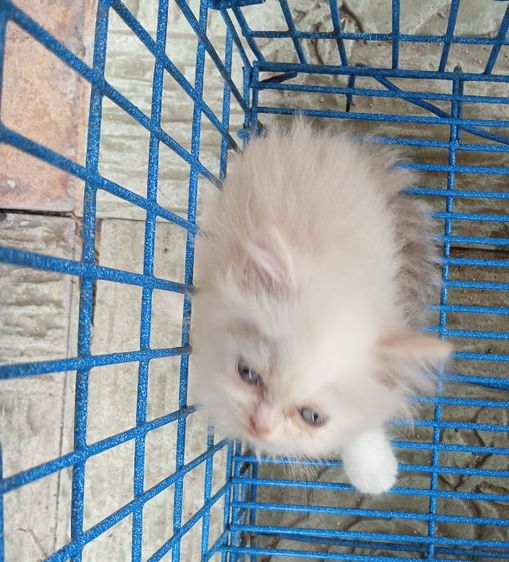 สก็อตติชเปอร์เซีย เพศเมีย รูปที่ 11