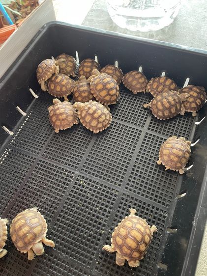 เต่าซูคาต้า 2“ รูปที่ 2