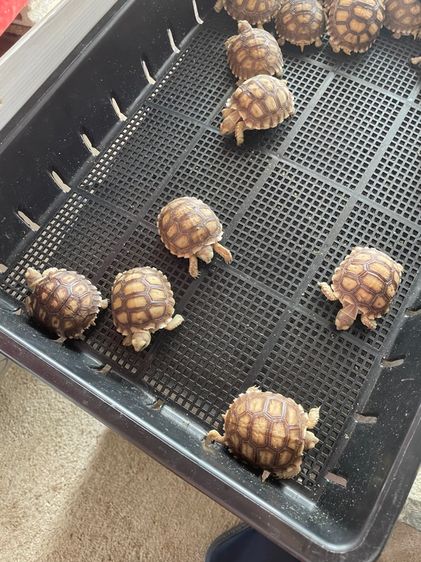 เต่าซูคาต้า 2“ รูปที่ 3