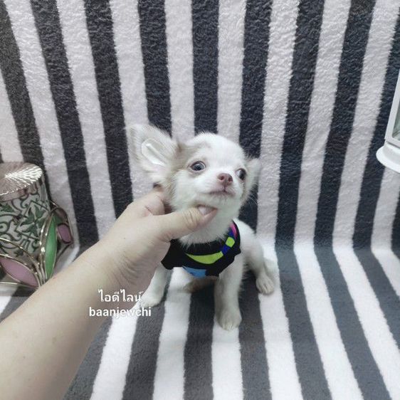 ชิวาว่าจิ๋ว(ทีคัพ)ชาย 2เดือนกว่าพร้อมย้าย รูปที่ 3