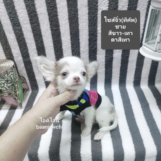 ชิวาว่าจิ๋ว(ทีคัพ)ชาย 2เดือนกว่าพร้อมย้าย