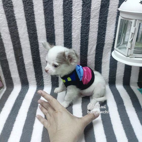 ชิวาว่าจิ๋ว(ทีคัพ)ชาย 2เดือนกว่าพร้อมย้าย รูปที่ 2