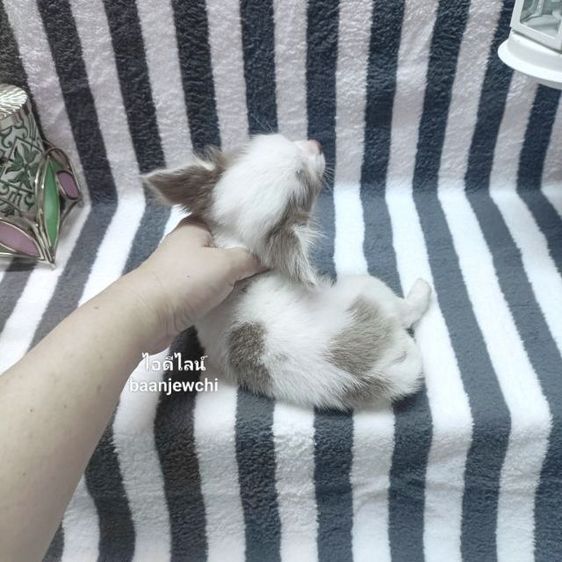 ชิวาว่าจิ๋ว(ทีคัพ)ชาย 2เดือนกว่าพร้อมย้าย รูปที่ 5