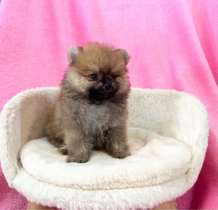 ลูกปอมเบาๆ ผู้ทั้ง2 รูปที่ 2