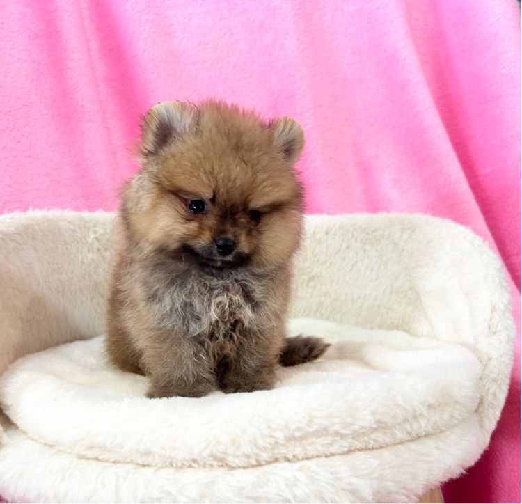 ลูกปอมเบาๆ ผู้ทั้ง2 รูปที่ 8