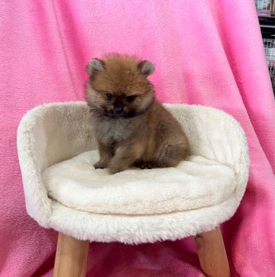 ลูกปอมเบาๆ ผู้ทั้ง2 รูปที่ 4