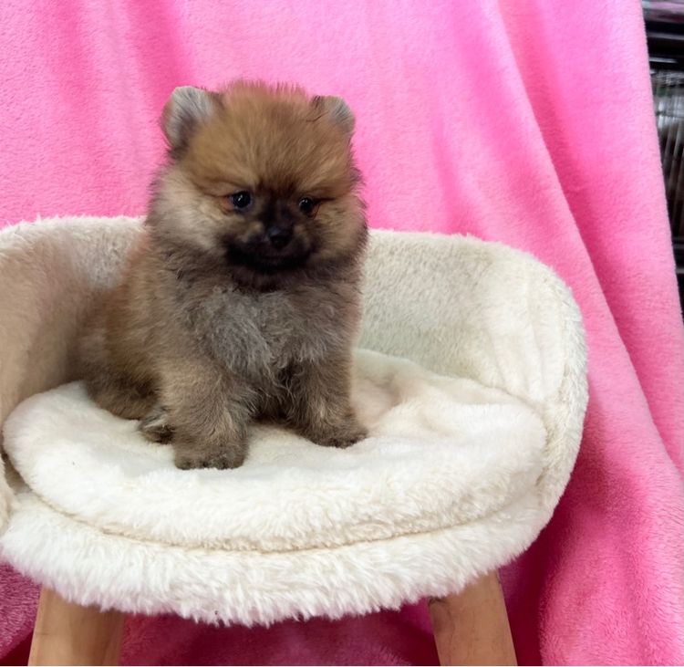 ดัลเมเชียน (Dalmatian) เล็ก ลูกปอมเบาๆ ผู้ทั้ง2