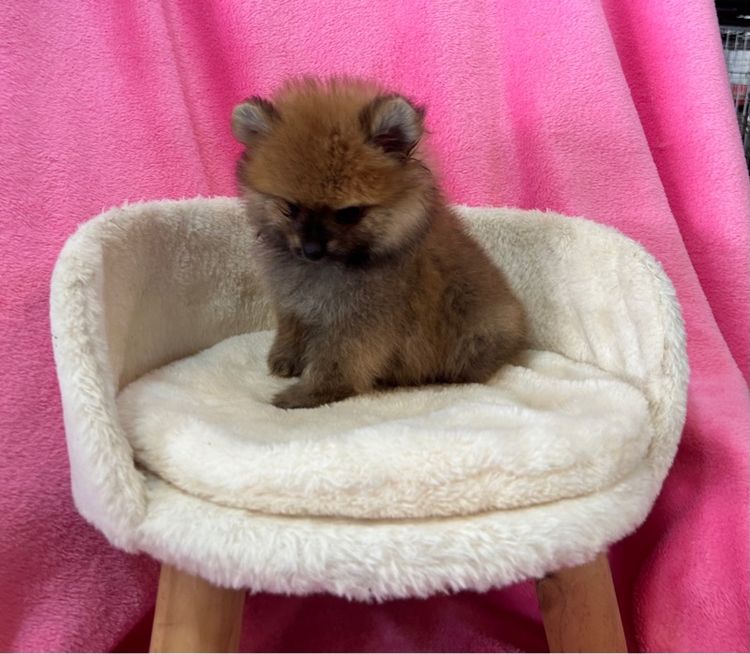 ลูกปอมเบาๆ ผู้ทั้ง2 รูปที่ 3