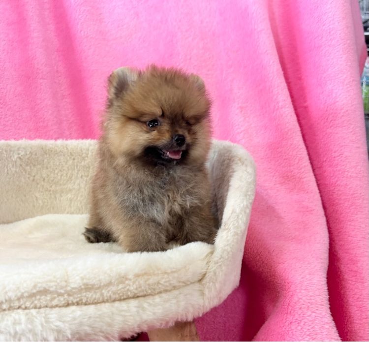 ลูกปอมเบาๆ ผู้ทั้ง2 รูปที่ 5