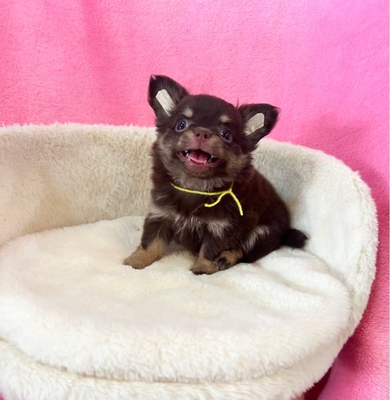 ลูกชิวาวาขนยาว รูปที่ 9