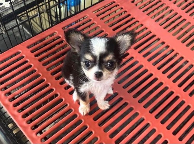 ลูกชิวาวาขนยาว รูปที่ 17