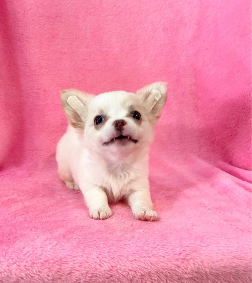 ลูกชิวาวาขนยาว รูปที่ 5