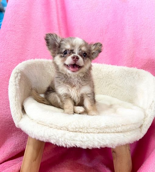 ชิวาวา (Chihuahua) เล็ก ลูกชิวาวาขนยาว