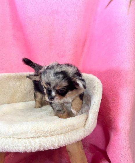 ลูกชิวาวาขนยาว รูปที่ 14