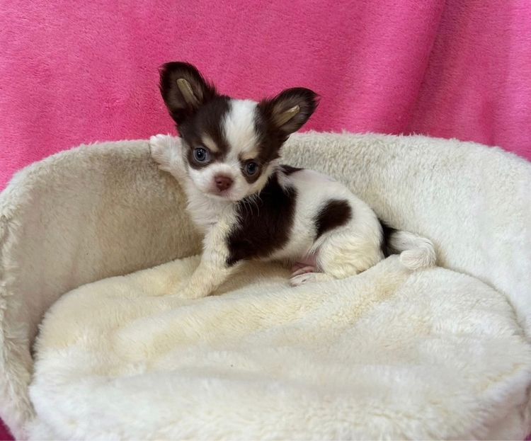 ลูกชิวาวาขนยาว รูปที่ 16