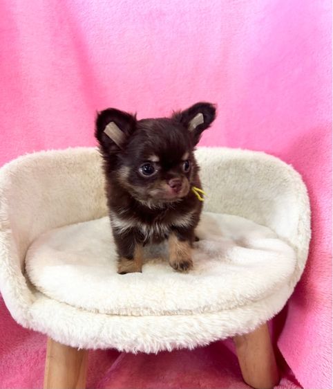 ลูกชิวาวาขนยาว รูปที่ 11