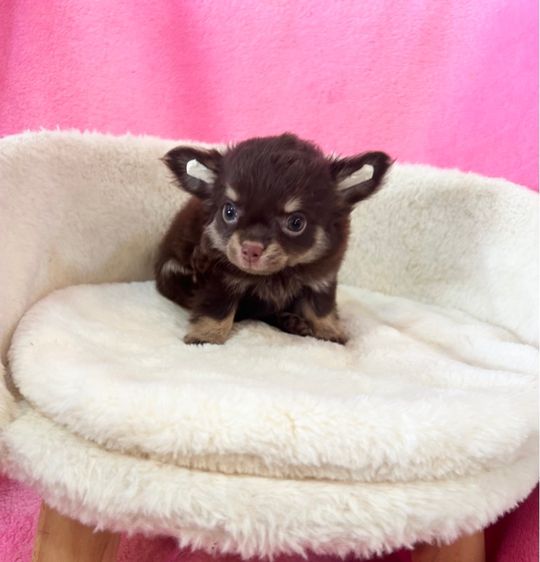 ลูกชิวาวาขนยาว รูปที่ 8