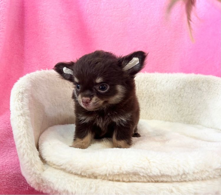 ลูกชิวาวาขนยาว รูปที่ 7