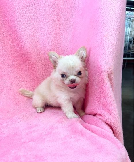 ลูกชิวาวาขนยาว รูปที่ 6